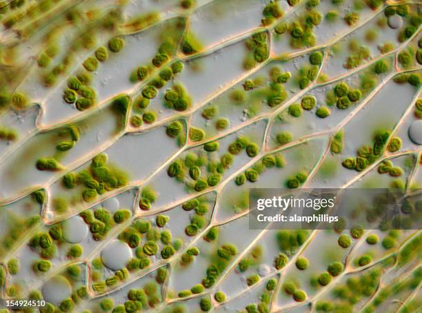 microscope image de moss feuilles mortes et chloroplasts - cellule végétale photos et images de collection