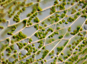 Microscope image of moss leaf cells and chloroplasts