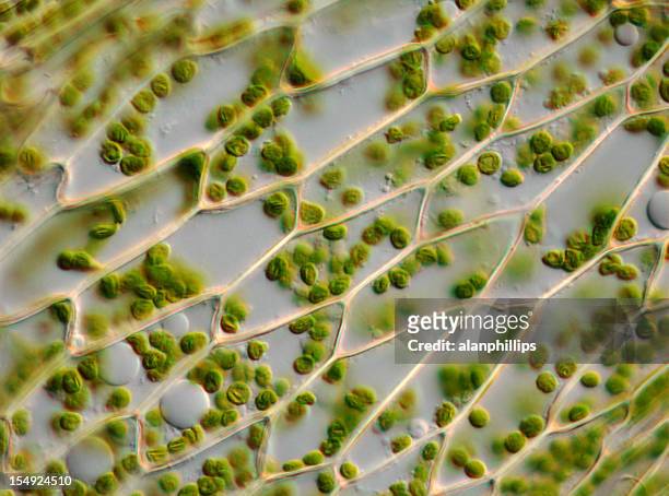 microscope image of moss leaf cells and chloroplasts - plant cell stock pictures, royalty-free photos & images