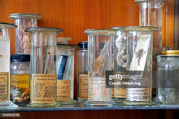 zoology specimens in collection jars - sample holder stock pictures, royalty-free photos & images