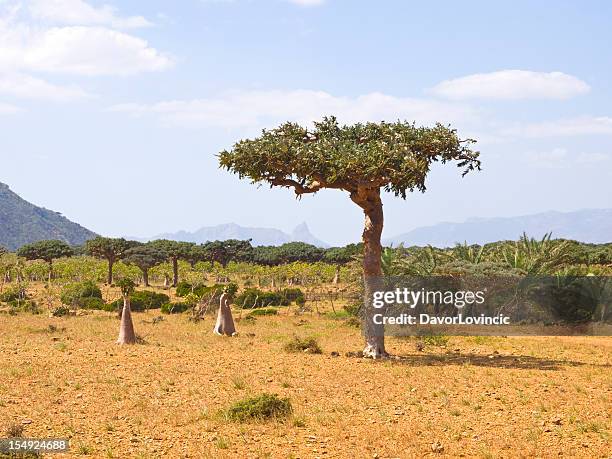 myrrhe tree - weihrauch stock-fotos und bilder