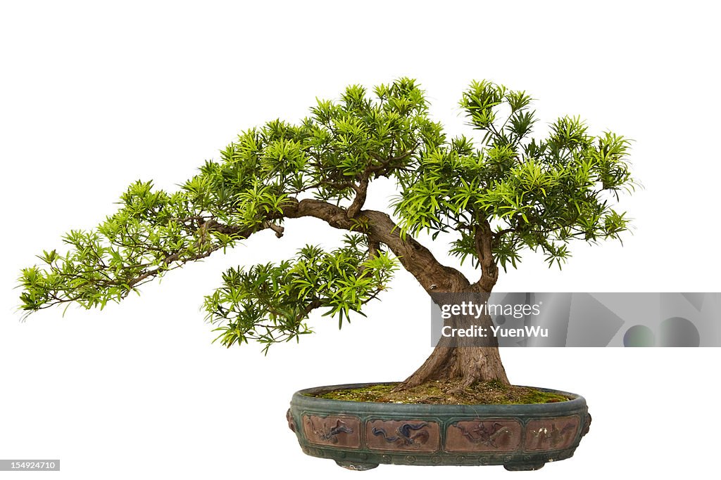 Podocarpus macrophyllus (Kusamaki or Inumaki) Bonsai