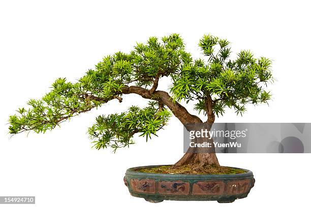 podocarpus macrophyllus (kusamaki or inumaki) bonsai - bonsai tree stock pictures, royalty-free photos & images