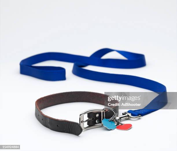 dog leash - halsband bildbanksfoton och bilder