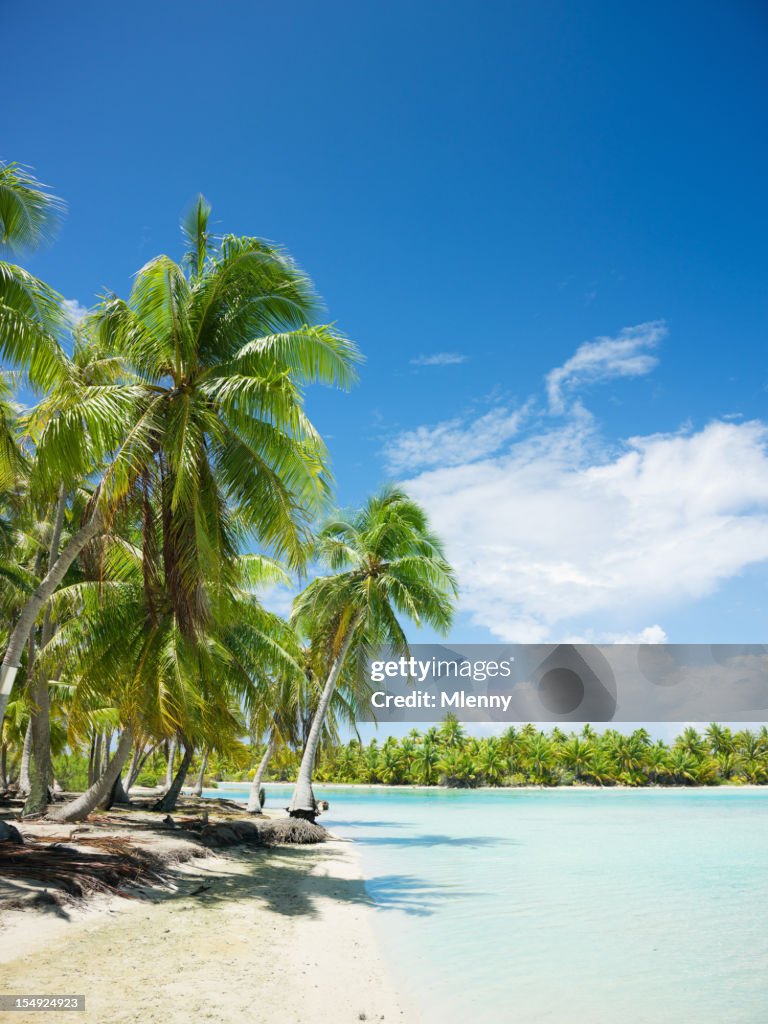 Tropical Palm Beach Tuamotu Archipelago Fakarava French Polynesia