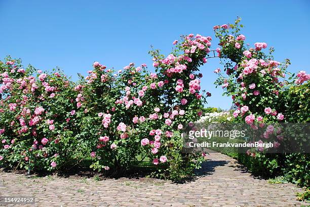 blühende rose garden - arches stock-fotos und bilder