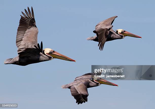 drei pelikane im flug - pelikan stock-fotos und bilder