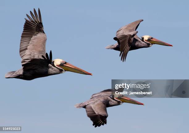 tres pelicans en vuelo - pelicans fotografías e imágenes de stock