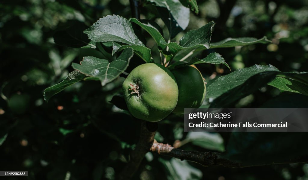 Apples grow on an apple tree