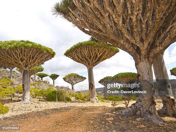 the magnificent dragon trees looking up the sky - yemen stock pictures, royalty-free photos & images