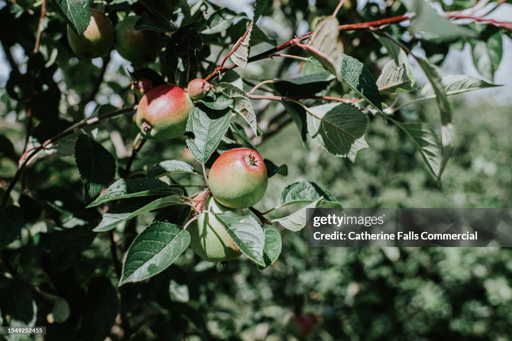 Apples grow on an apple tree