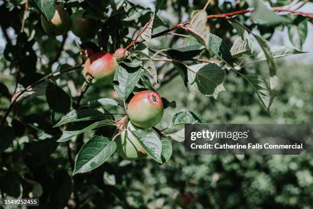 apples grow on an apple tree - ripe stock pictures, royalty-free photos & images