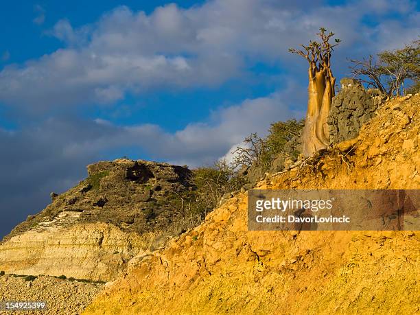 golden bottle tree - desert rose socotra stock pictures, royalty-free photos & images