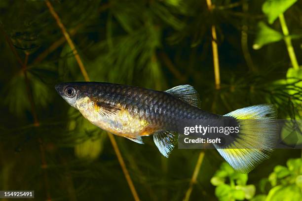 guppy. reticulata poecilia (lebistes). - guppy fisch stock-fotos und bilder