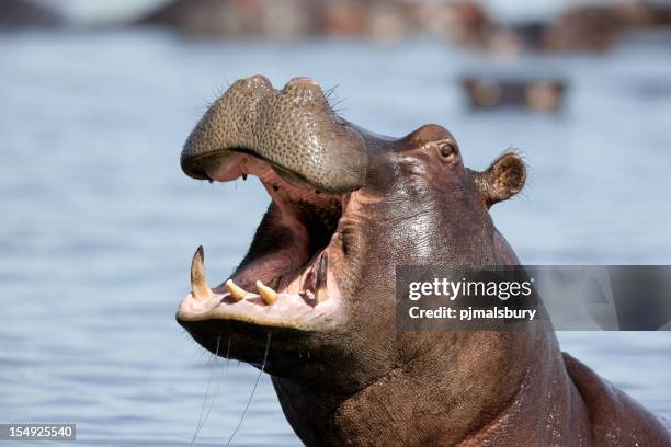 hippo élevage - hippopotame photos et images de collection