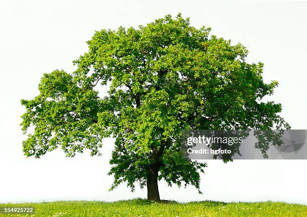 oak tree - tree isolated stock pictures, royalty-free photos & images