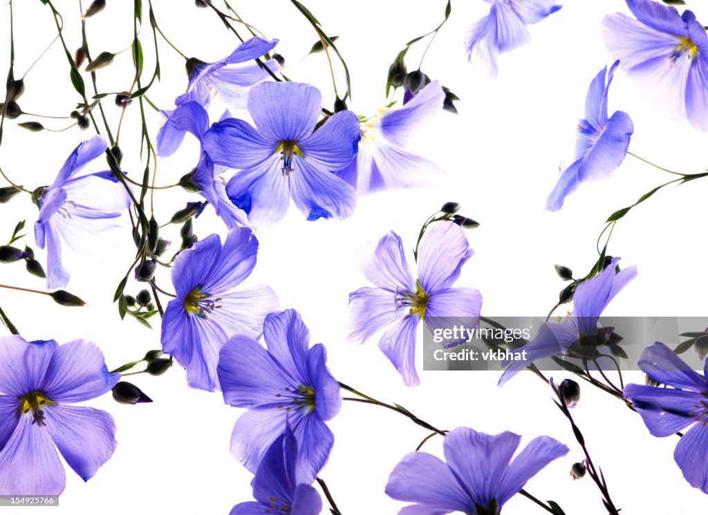 Back lit flax flowers