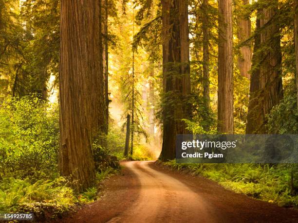 schotterstrecke durch redwood-bäume im wald - sequoiabaum stock-fotos und bilder