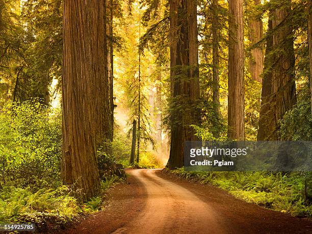 dirt road through redwood trees in the forest - redwood national park stock pictures, royalty-free photos & images