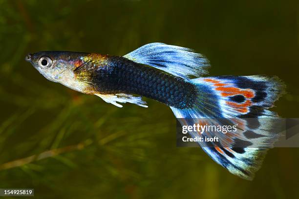 guppy. poecilia (lebistes) reticulata. - guppy fish stock pictures, royalty-free photos & images