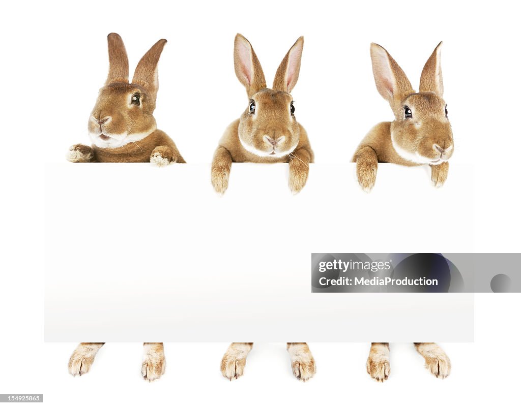 Kaninchen hält einen banner