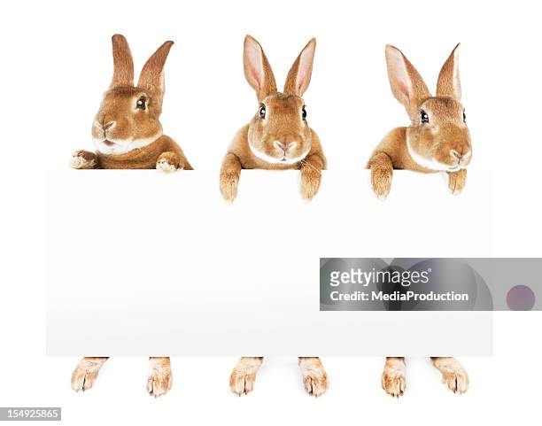 conejos sosteniendo un banner - easter bunny fotografías e imágenes de stock