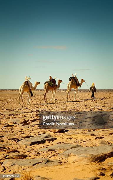 walking mit kamelen in libysche sahara desert - wildnisgebiets name stock-fotos und bilder