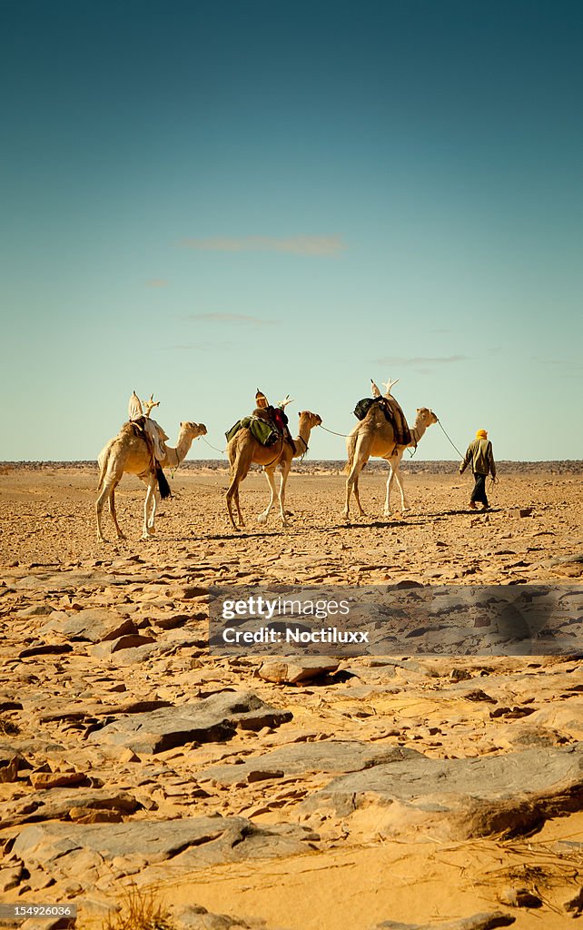 Walking with camels in Libyan Sahara desert