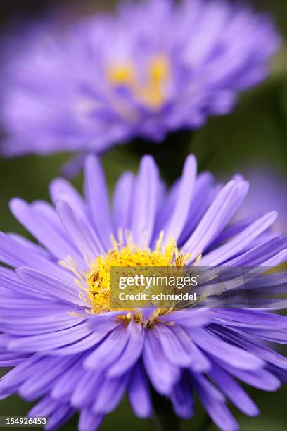 purple michaelmas daisy - aster stock pictures, royalty-free photos & images