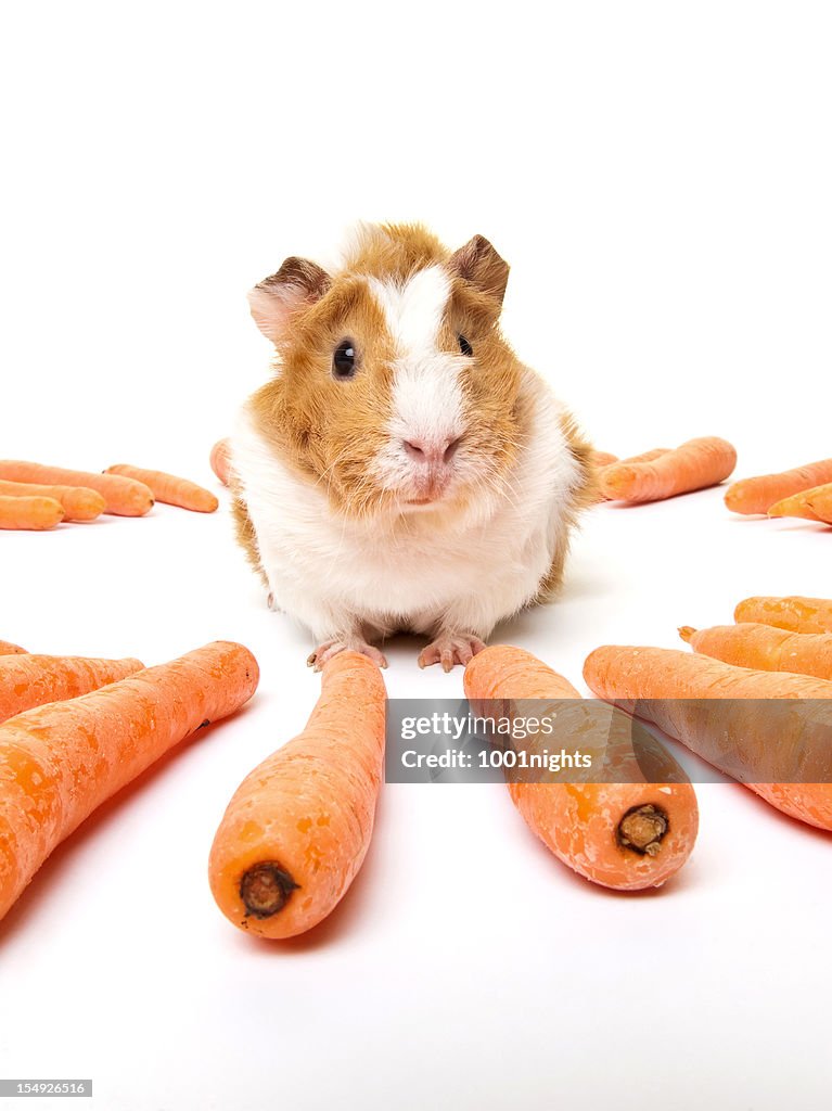 Stunning Guinea Pig Eating Cooked Carrots image