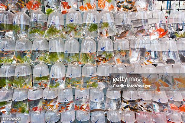 131 Mong Kok Goldfish Market Stock Photos, High-Res Pictures, and