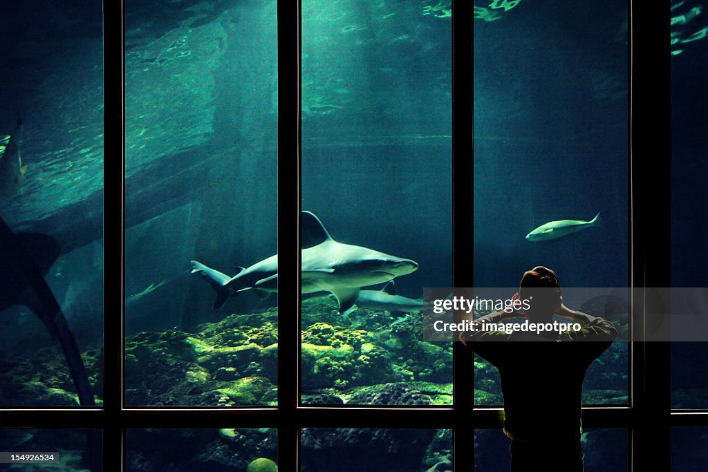 Child watching sharks in aquarium