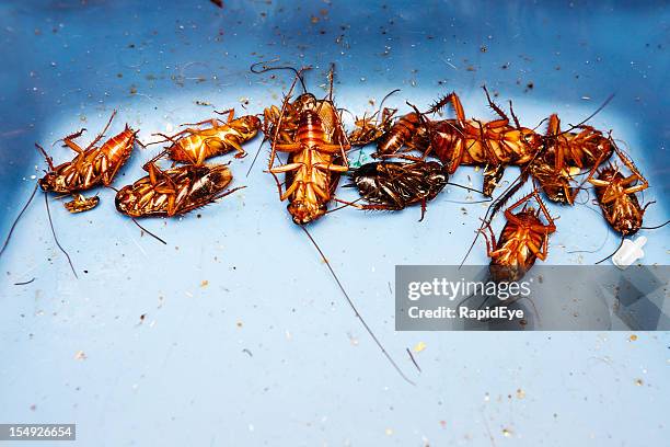 beaucoup de très cockroaches morte - fumigation photos et images de collection