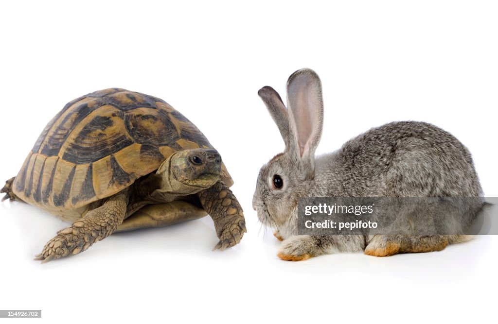 Süße Bunny und Turtle