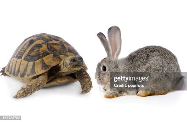 carino coniglio e tartaruga - lentezza foto e immagini stock