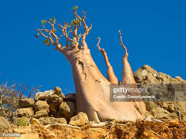 golden bottle tree - desert rose socotra stock pictures, royalty-free photos & images