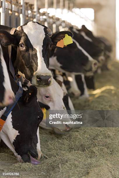 cow looking at camera with a row of cows eating hay in rear - food stall bildbanksfoton och bilder