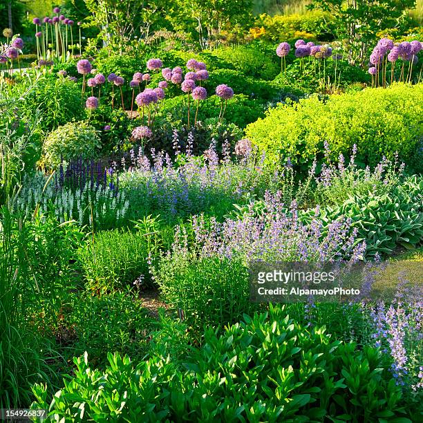 early summer flower garden - iii - allium stock pictures, royalty-free photos & images