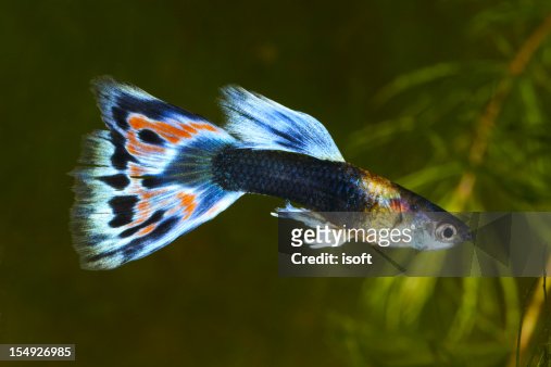133 Guppy Fish Photos and Premium High Res Pictures - Getty Images