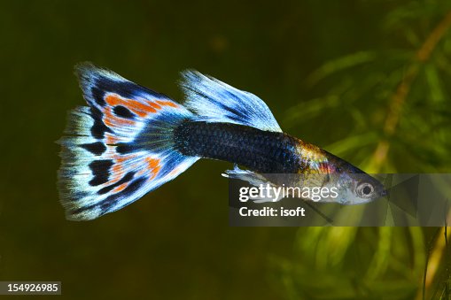 133 Guppy Fish Photos and Premium High Res Pictures - Getty Images 133 Guppy Fish Photos and Premium High Res Pictures - Getty Images