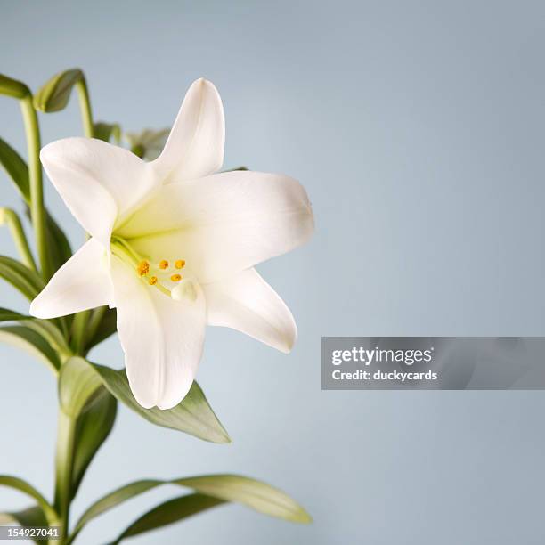 easter lily on blue background - lily of the valley stockfoto's en -beelden