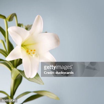 553 Easter Lily Photos and Premium High Res Pictures - Getty Images
