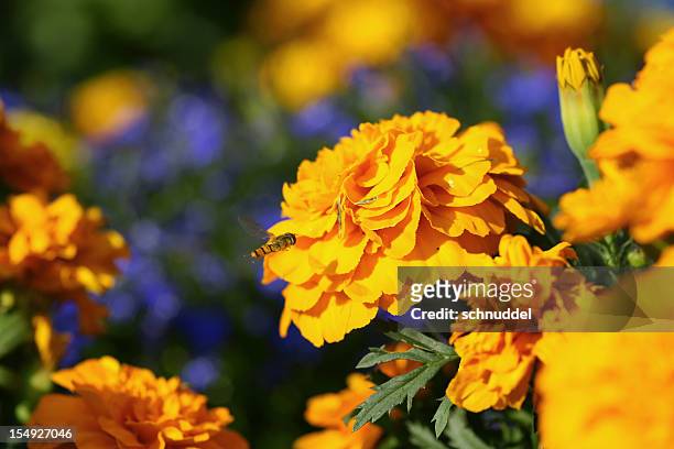 1,773 Cempasuchil Flowers Photos and Premium High Res Pictures - Getty  Images