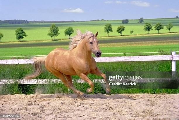 galloping quarter horse in paddock - gallop animal gait stock pictures, royalty-free photos & images