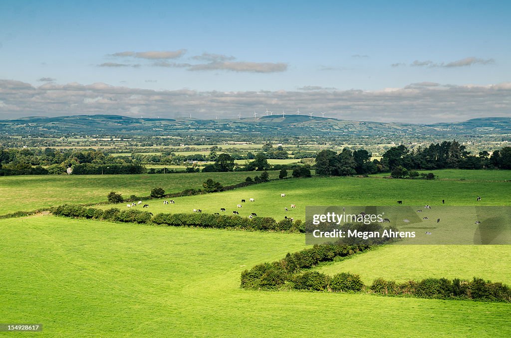 Green grass with trees