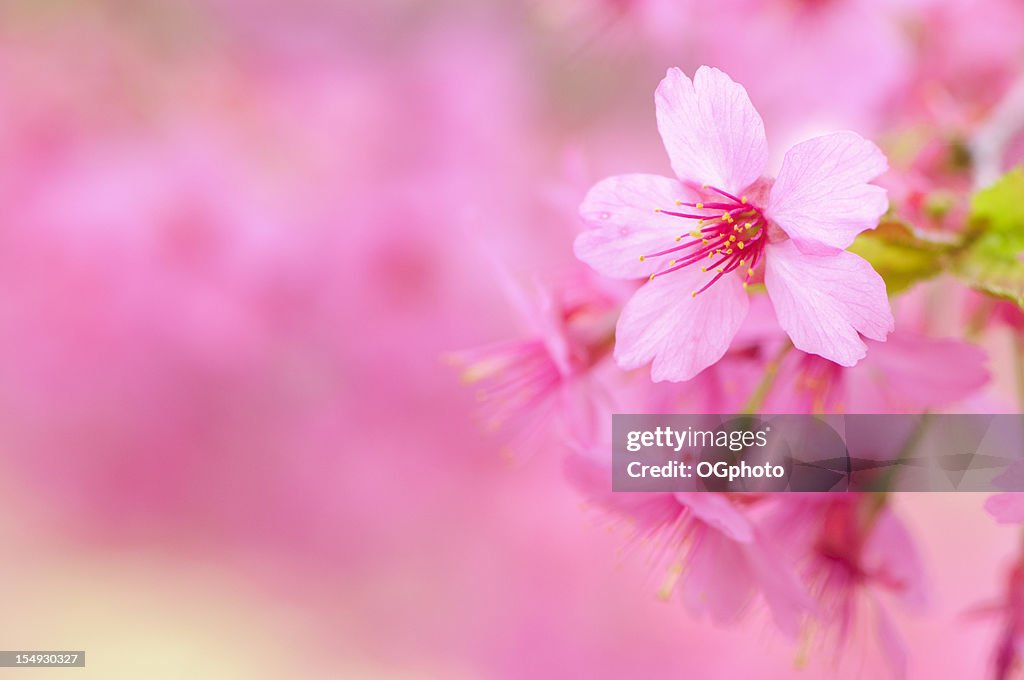 Pink cherry blossom