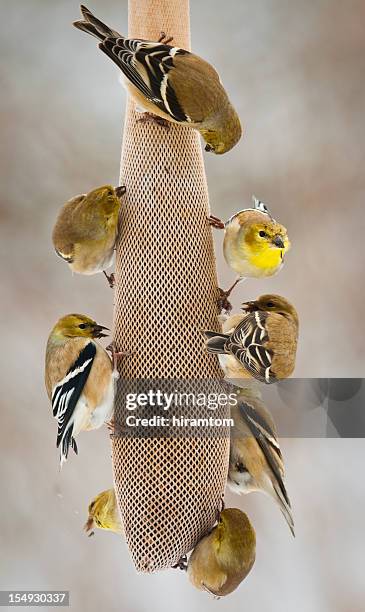 american goldfinches, spinus tristis, eating bird seed. - bird seed stockfoto's en -beelden