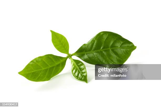 fresh green tea leaves on a white background - camellia sinensis stock pictures, royalty-free photos & images