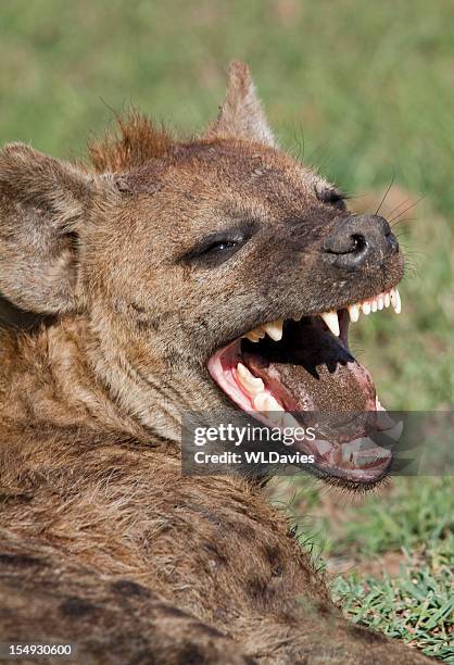 laughing hyena - spotted hyena stockfoto's en -beelden