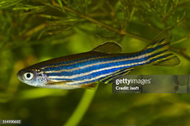 brachydanio rerio - danio rerio foto e immagini stock